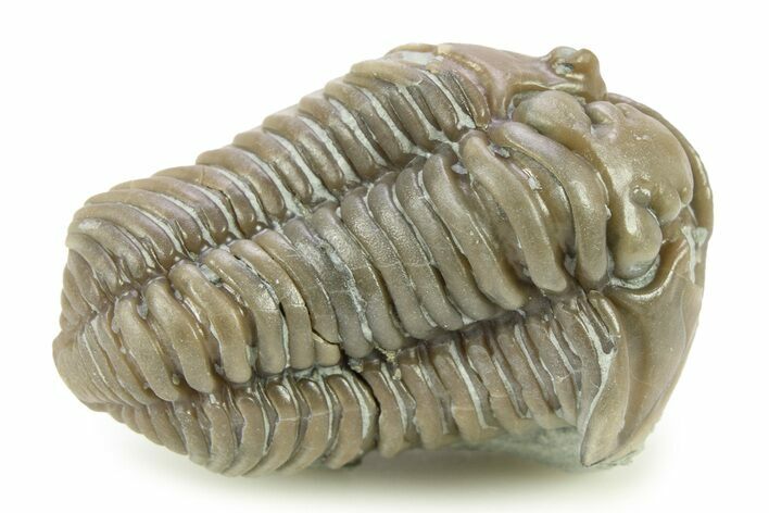 Inflated Flexicalymene Trilobite - Indiana #284149